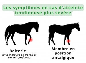 Symptômes de tendinite du cheval