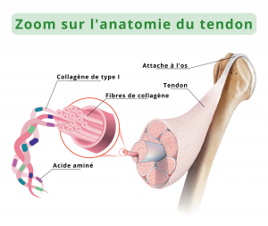 Anatomie du tendon du cheval