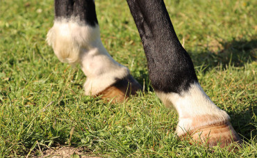 The horse's foot