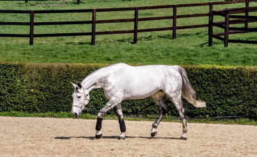 The horse's skeleton