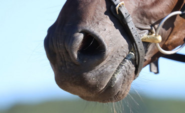 Nebulisation in horses