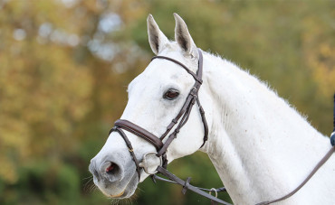 The horse's respiratory system