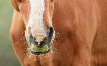 Rhinopneumonitis in horses