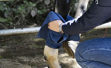 Cutaneous wounds in horses