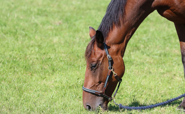 Equine piroplasmosis