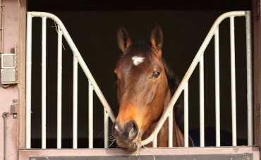Gérer la période de convalescence de son cheval