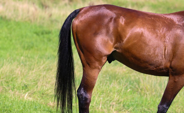 Acute diarrhoea in horses
