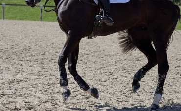 Les suros chez le cheval