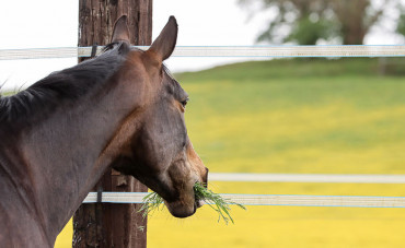 La digestion de votre cheval (Partie 2) : L’intestin grêle