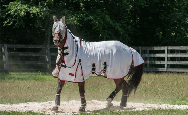 La dermite estivale du cheval