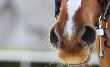 Horse flu