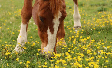 Audevard acquires Allequin in Germany, Almapharm’s equine product portfolio