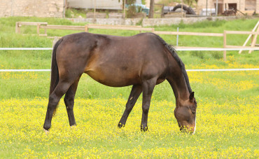 Your horse’s digestion: The stomach (Part 1)