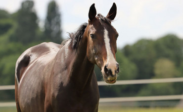 Comment protéger votre cheval contre les insectes ?
