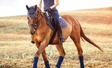 5 tips to get off to a good start with your horse this summer 