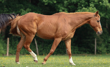 Advice on how to manage the joint comfort of your senior horse.