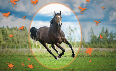 Diseases that can be transmitted to horses by insects and ticks