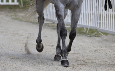 Mon cheval boite, que faire ?