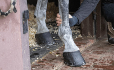 La tendinite du cheval