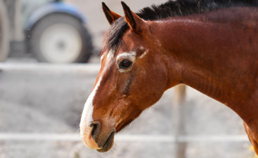 Le syndrome de Cushing chez le cheval
