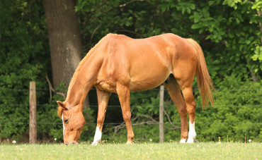 La digestion de votre cheval (Partie 3) : Le gros intestin