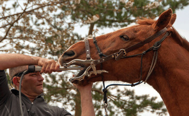 Les dents chez le cheval