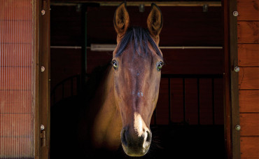 Comment gérer le stress de mon cheval et savoir s'il va bien ?