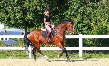 Quel programme pour la reprise du travail de mon cheval ?